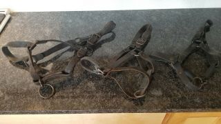 Three Antique Leather Horse Halters Headstalls Western