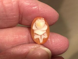 Antique Gorgeous Hand Carved Shell Cameo Of A Rose