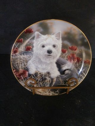 Tired Out West Highland Terriers Plate Paul Doyle Danbury Pink Flowers
