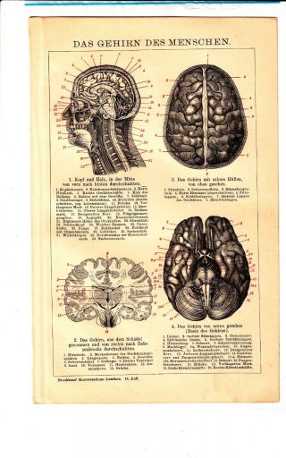 Ca1890 Human Brain Anatomy Antique Engraving Print