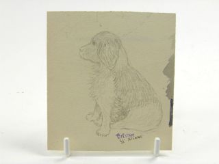 Early 20th Century English School Pencil Drawing Portrait Study Of A Dog
