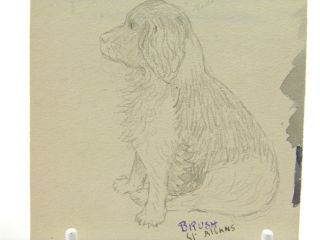 Early 20th century English School pencil drawing portrait study of a dog 2
