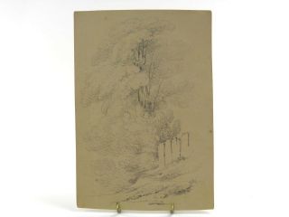 Antique 19th Century English School Pencil Drawing Study Of A Tree
