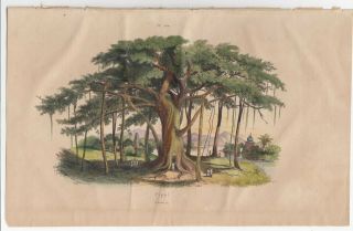 Guerin 1838 Antique H/c Engraving Sacred Fig Tree Peepal Pl 560 Adolph Fries