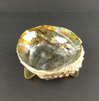 Vintage Large Natural Abalone Mother Pearl Shell Dish Bowl 8 