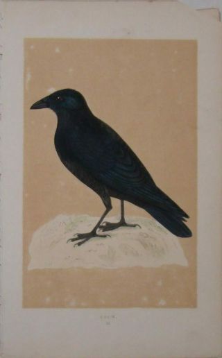 F.  O.  Morris - Crow - 1st Edition - 1850 - 33