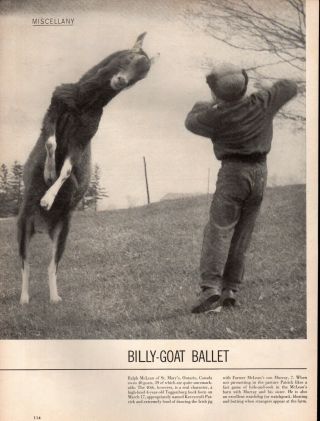 1954 Dancing Billy Goat Ballet Toggenburg Buck Horn Print Article