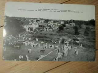Antique Postcard Pony Penning Day Chincoteague Virginia