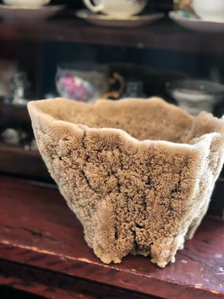 Unique Large Sea Sponge Unbleached All Natural From The Ocean