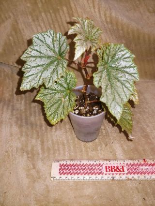 Begonia Plant " Antique Rose "