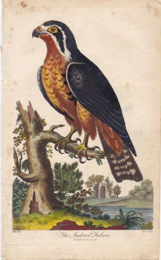 1798 Antique Bird Engraving - The Indian Falcon - Johann Ihle - Hand Colored
