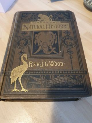 Popular Natural History Rev J G Wood Routledge 1880 