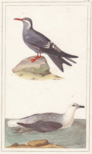 1833 Antique Bird Engravings - Inca Petrel & White - Headed Petrel - Rene Lesson