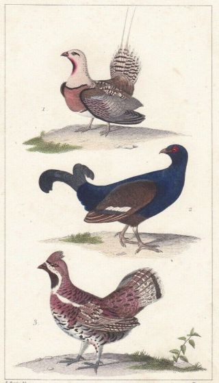 1833 Antique Bird Engravings - Black Grouse,  Hazel Grouse,  Sandgrouse - R.  Lesson