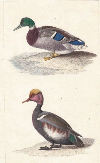 1833 Antique Bird Engravings - Mallard Duck & Red - Crested Pochard - Rene Lesson