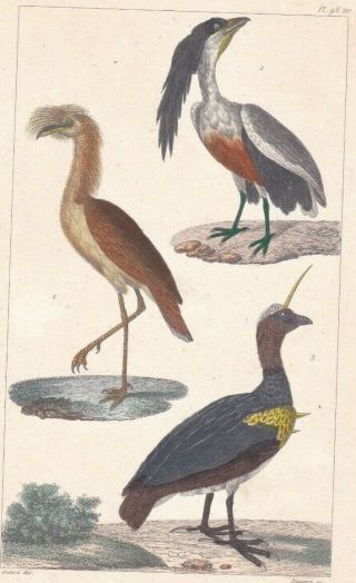 1833 Antique Bird Engravings - Kamichi - Boat - Billed Heron - Cariama - R.  Lesson