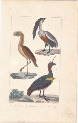 1833 Antique Bird Engravings - Kamichi - Boat - Billed Heron - Cariama - R.  Lesson 2