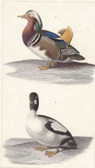 1833 Antique Bird Engravings - Mandarin Duck & Goldeneye Duck - Rene Lesson