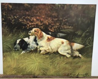 Vintage G Muss Arnolt “now For The Flush” Litho Hunting Dogs Print 37