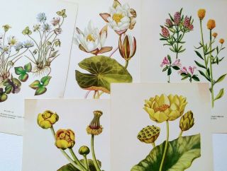 Vintage Wild Flower Prints Set Of 5 1950s Book Plate Plants Prints To Frame.