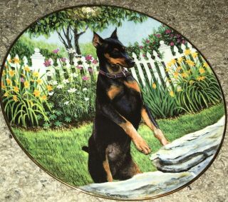Sneaking A Peak Patricia Bourque Collector Plate Danbury Miniature Pinscher Dogs