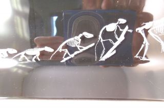Vintage Evolution of Lizard to Man Skeleton Rectangular Glass Tray Dish 5