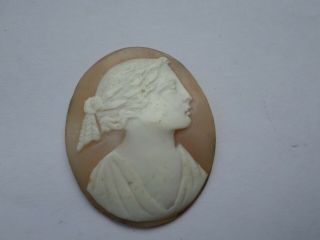 Antique Circa Late 19th Early 20th Century Natural Shell Cameo Brooch Panel