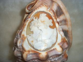 Conch Shell Carved Cameo Seashell Carving Cameo Faces