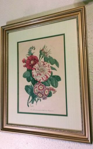 Vintage Framed Botanical Print Benoit Chirot Rose Blanche (pink Rose) 1940 