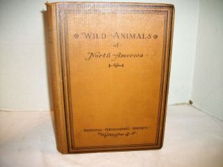 Antique 1918 " Wild Animals Of North America " National Geographic,  Illustrated