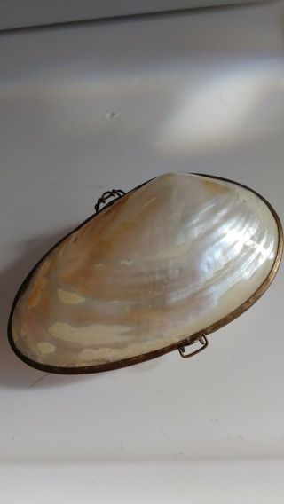 Antique Shell Purse With Brass Band And Clasp 4.  25 " Long 3 " Wide Opens Nicely