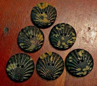 Set Of 6 Antique Realistic Composition Sea Shell Buttons,  1 "