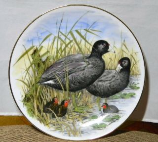 Game Birds Of The South By Southern Living Gallery American Coot Plate 01221