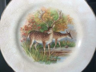 Antique TST Latona Spotted Deer China Decorative Plate with Gold Trim 2