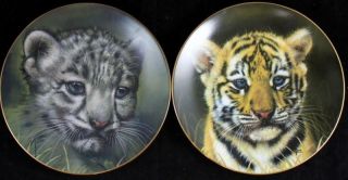 Princeton Gallery Cubs Of The Big Cats 2 Collector Plates Tiger,  Snow Leopard A,