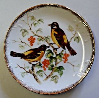 Vintage Norleans Japan 8 " Gold Rimmed Wall Plate Yellow & Black Warblers Birds