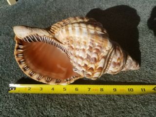 Large Tulip Sea Shell 11 Inches Conch Nautical Beach Triton Decorative Seashell