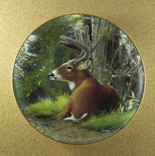 Pride Of The Wilderness Summer Velvet Plate Deer Buck Bob Travers Danbury