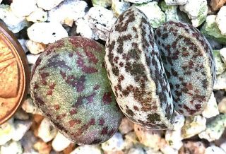 Succulent Plant - - Adromischus Marianiae Hallii Spotted - - Chubby Leaves