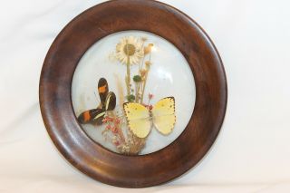 Vintage Double Sided Glass Shadow Butterflies Flower Picture Convex One Side