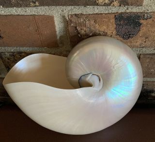 Large Nautilus Sea Shell Seashell Mother Of Pearl White 7” X 5.  5” Gorgeous
