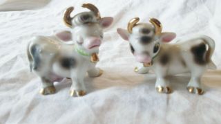 Vintage Adorable White - Black Ceramic Baby Cows W/ Gold Horns - Feet S & P Shakers
