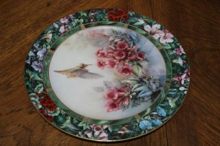 The Allen’s Hummingbird By Lena Liu Plate 8th Issue