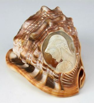 Italian Cameo Carved Greco Roman Bust Head On Bullmouth Helmet Conch Sea Shell