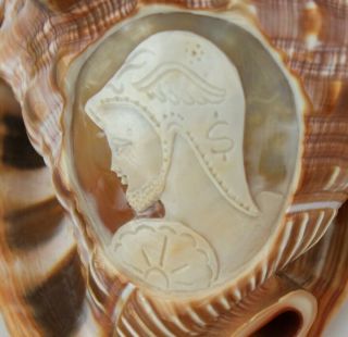 Italian Cameo Carved Greco Roman Bust Head on Bullmouth Helmet Conch Sea Shell 6