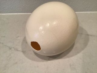 Ostrich Egg Shell Blown Out 6 1/2 "