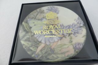 Royal Worcester Chicory Flower Fairies 3.  75 " Mini Plate - Cicely Barker - Mib