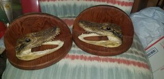 Vinatage Set Of 2 Alligator Head Taxidermy Book Ends