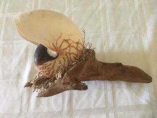 Large 5 " Nautilus Shell On Driftwood Sea / Ocean Art