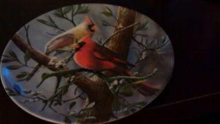 " The Cardinal " By Kevin Daniel Collector 